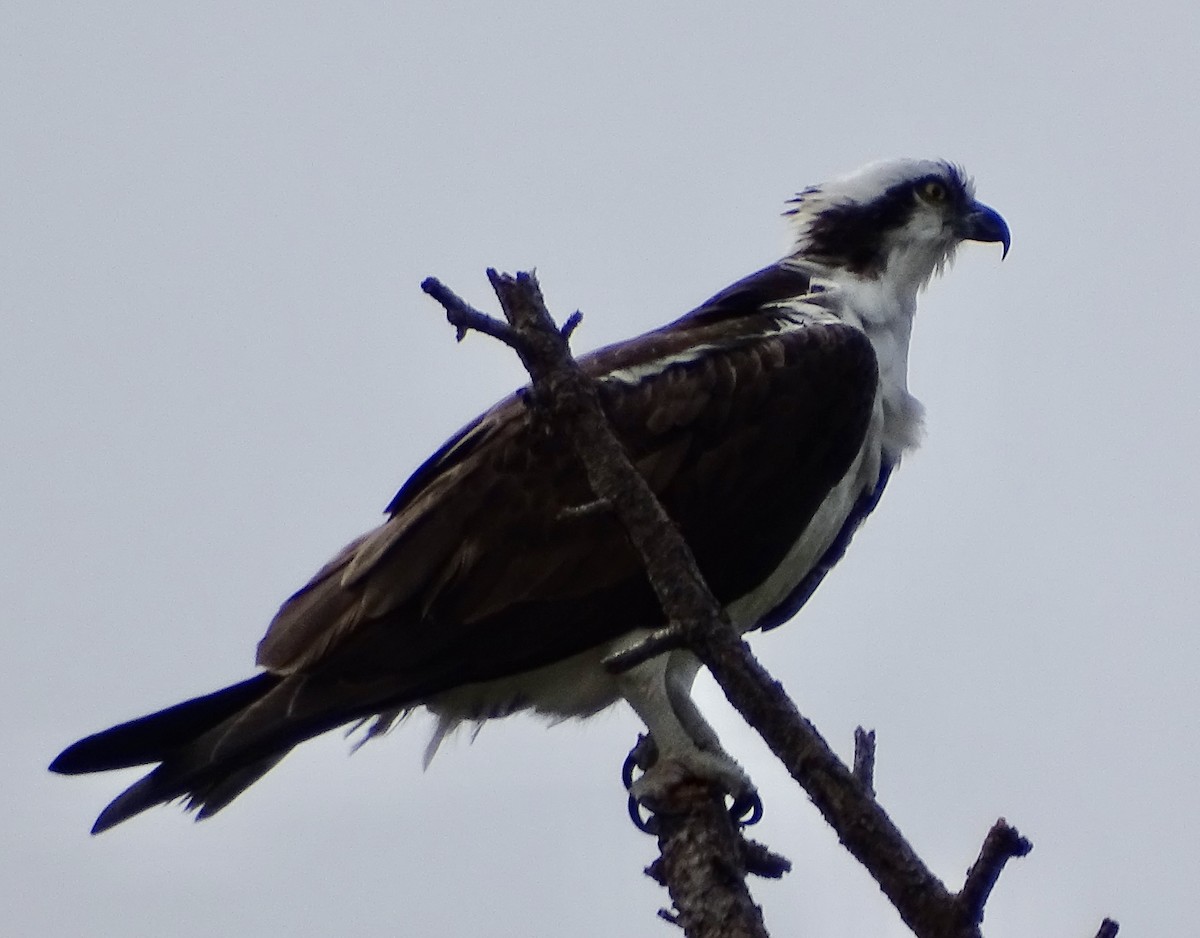 Águila Pescadora - ML615054716