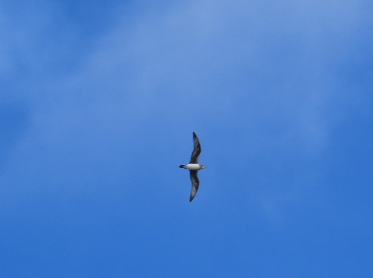 Herald Petrel - Marcelo Olivares Herrera