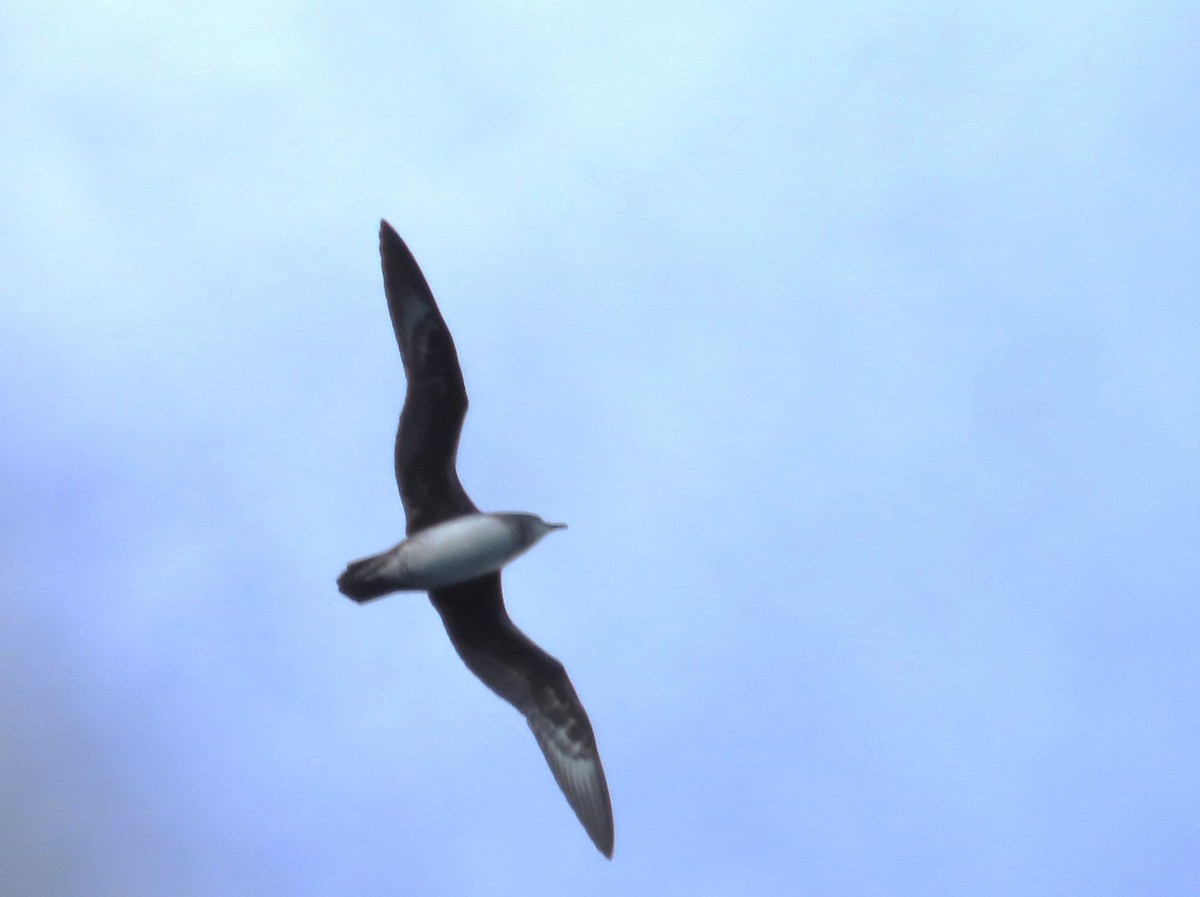 Herald Petrel - ML615054721