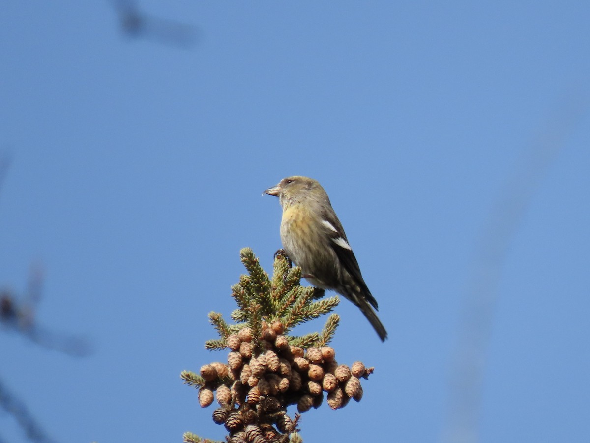 White-winged Crossbill - Collin Smith