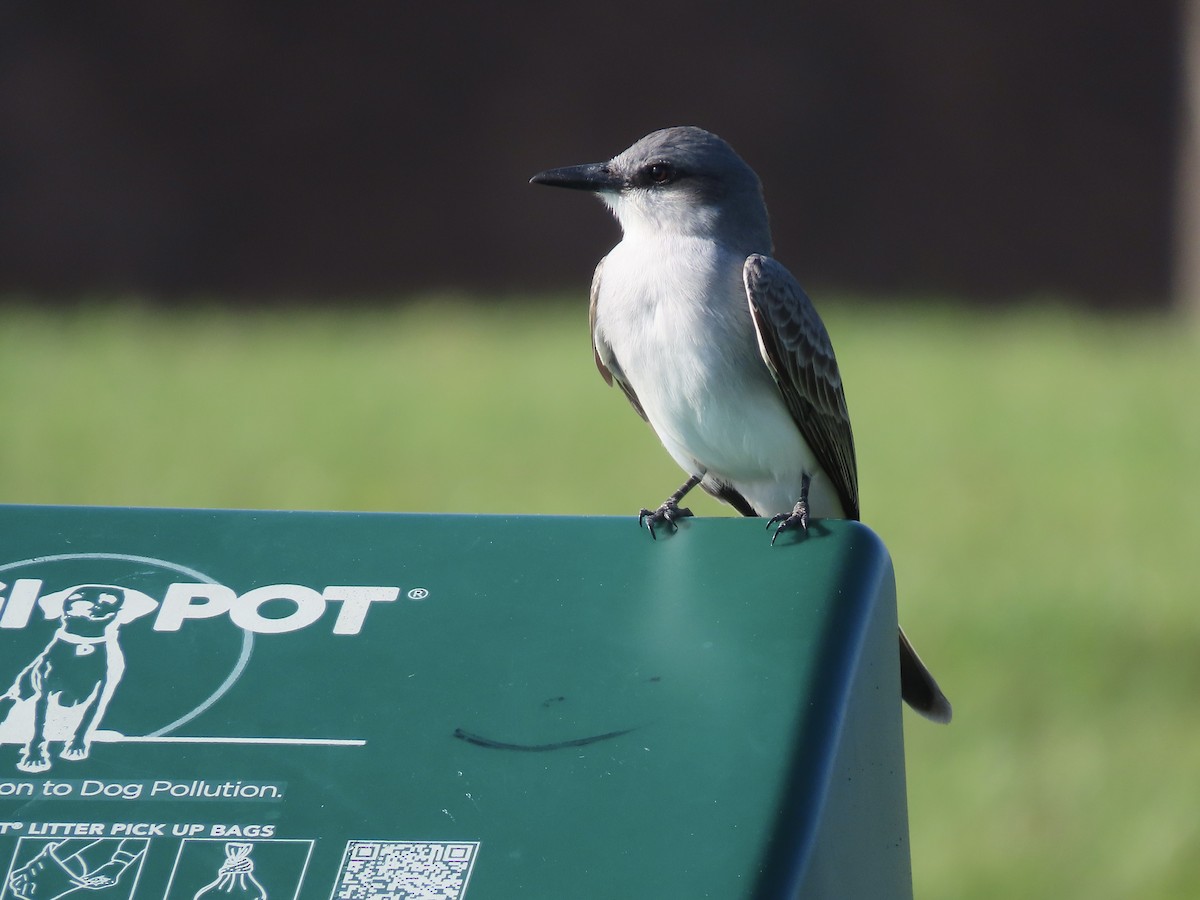 Gray Kingbird - ML615054839