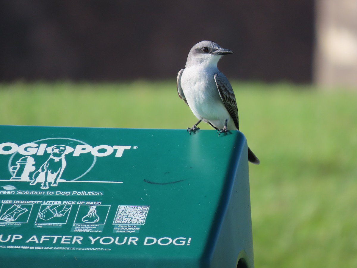 Gray Kingbird - Tim Carney