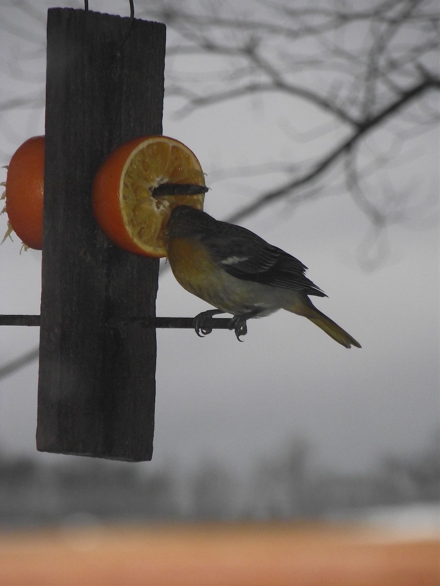 Baltimore Oriole - Joseph McGee