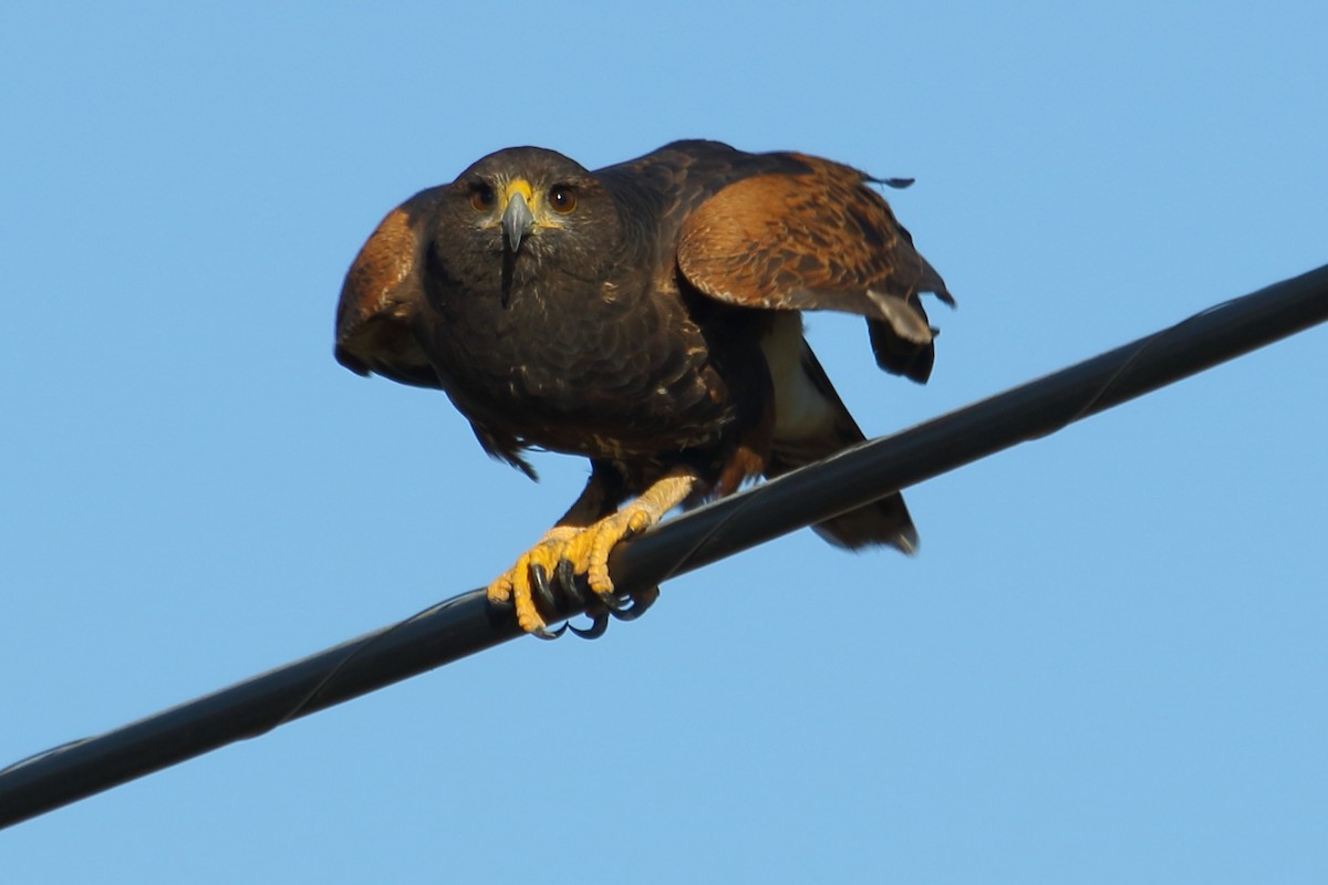 Harris's Hawk - ML615055002