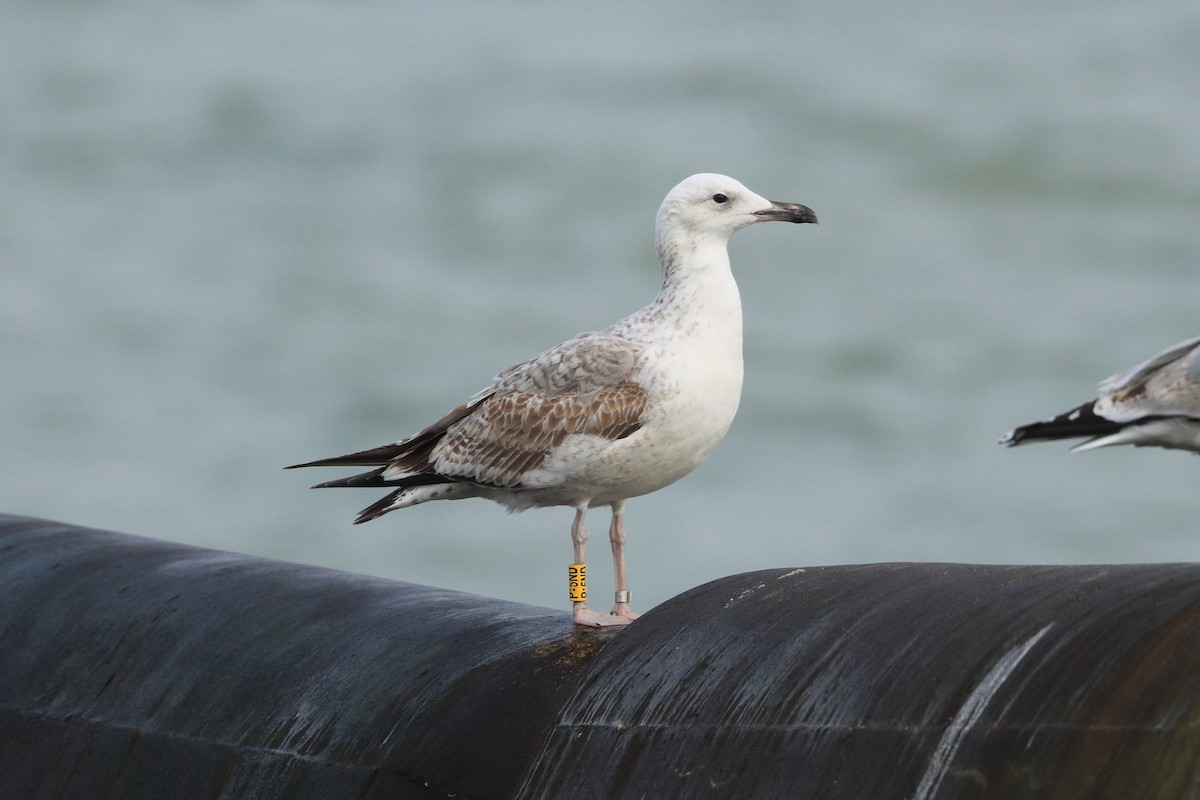 Caspian Gull - ML615055017