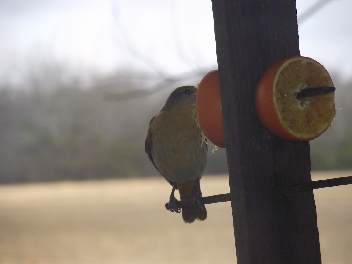 Baltimore Oriole - ML615055095