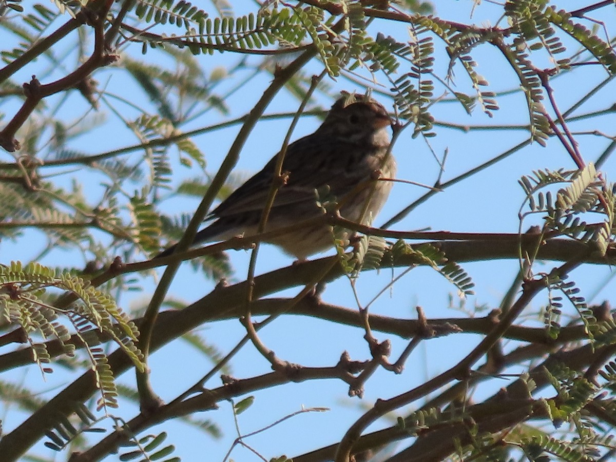 Vesper Sparrow - Anne (Webster) Leight