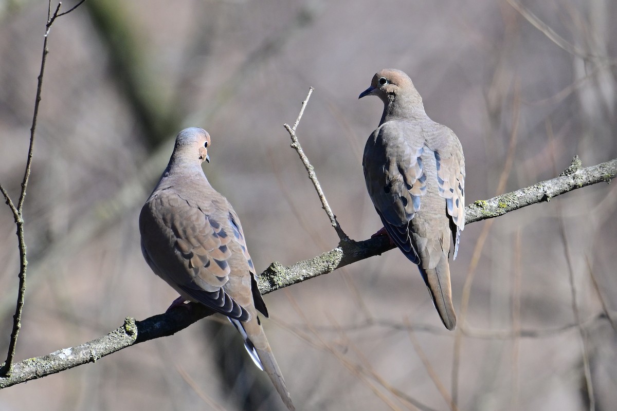 Mourning Dove - ML615055117