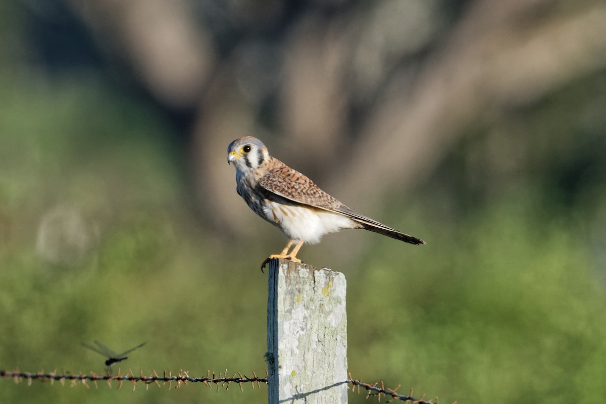 American Kestrel - ML615055118