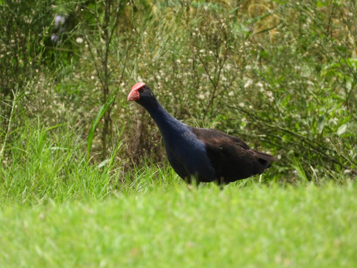 Australasian Swamphen - ML615055123