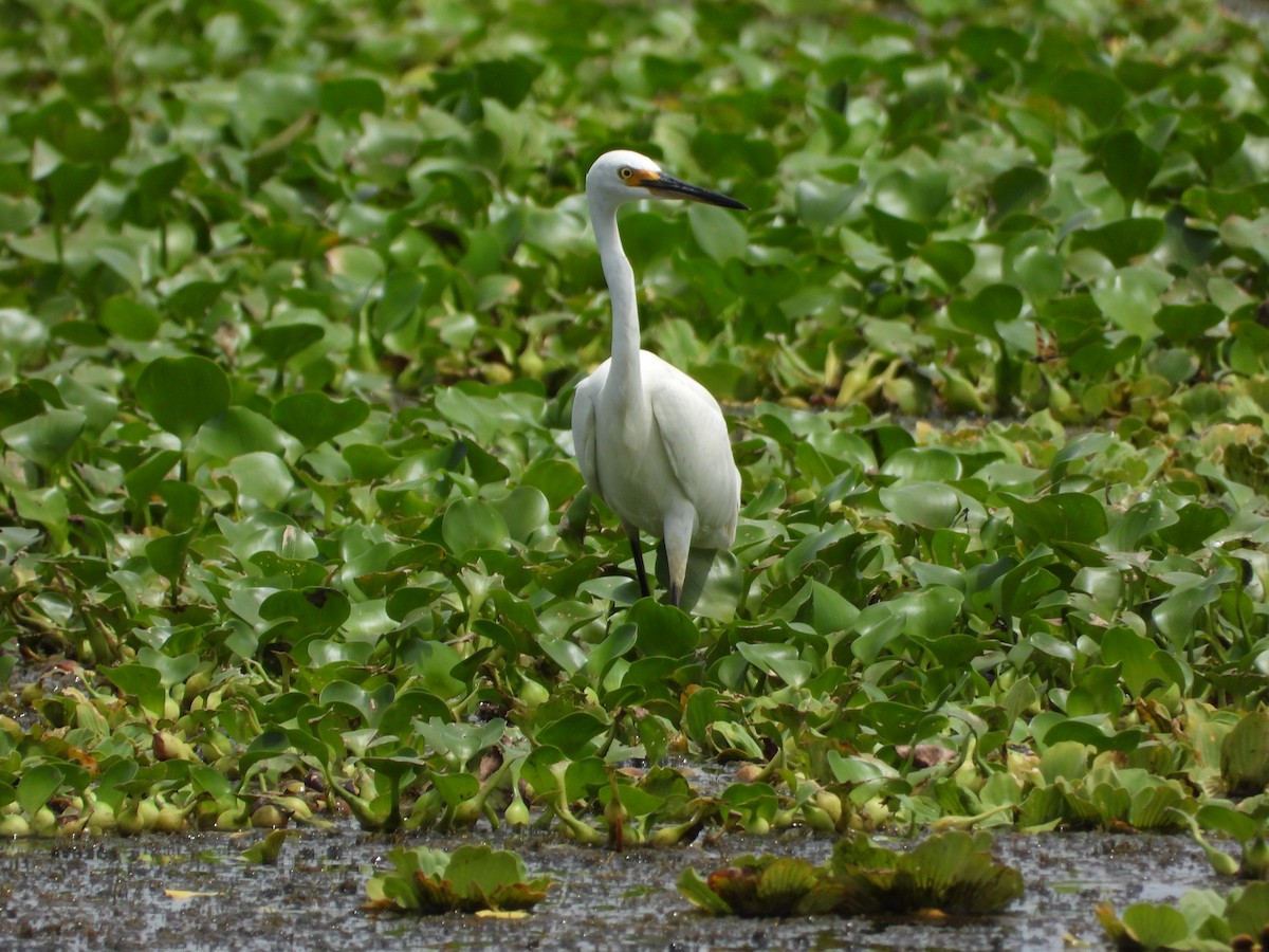 Little Egret - ML615055164