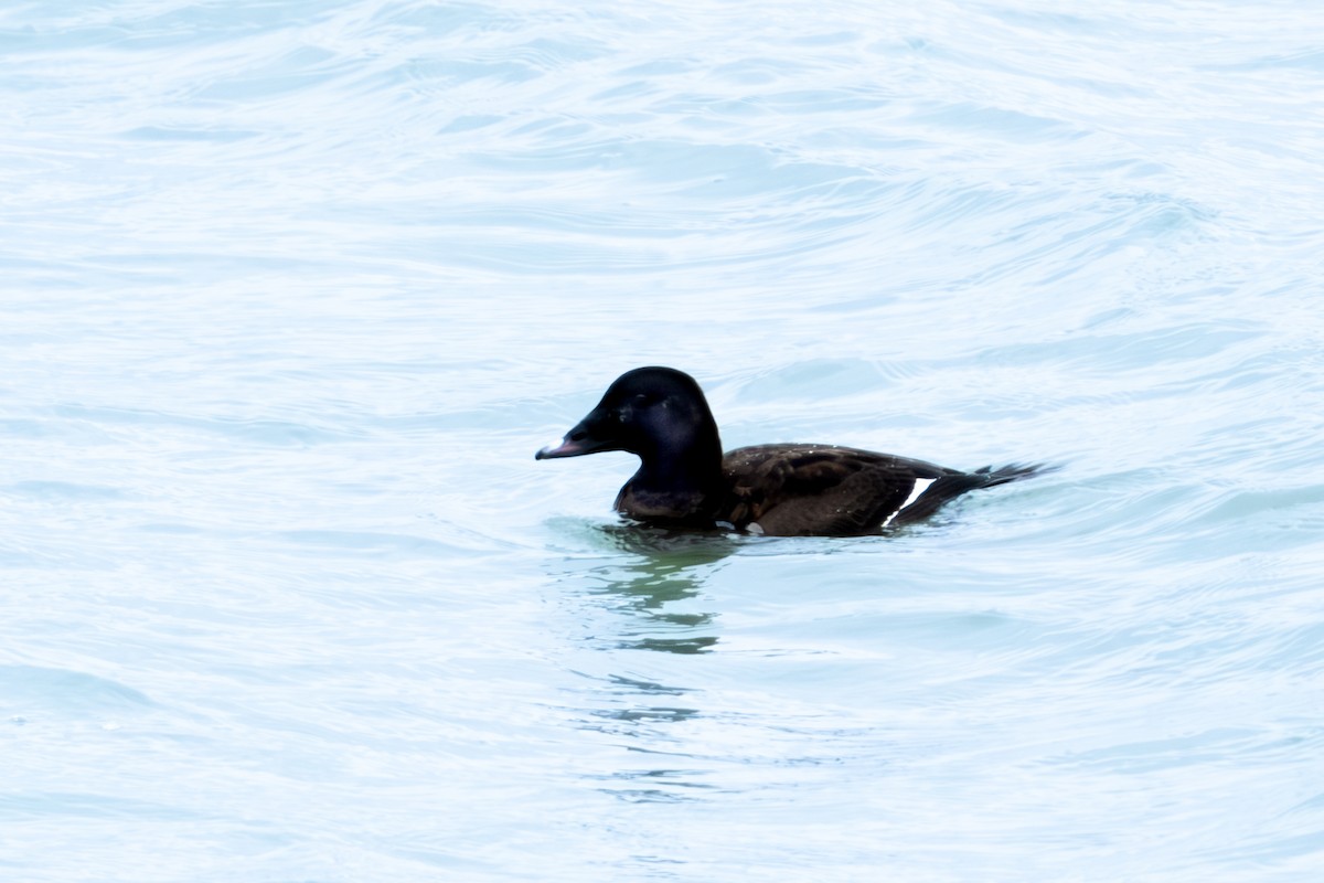 White-winged Scoter - ML615055196