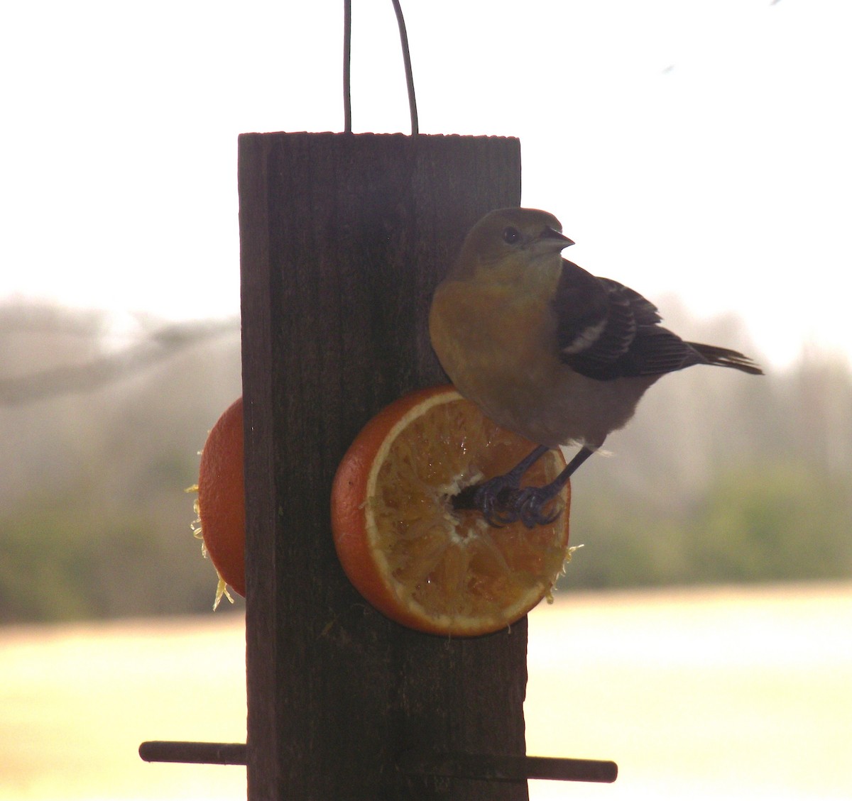 Baltimore Oriole - Joseph McGee