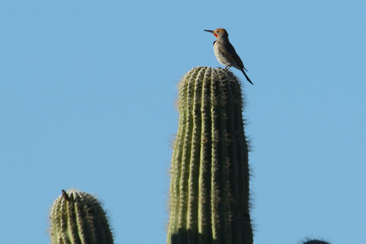 Northern Flicker - ML615055210