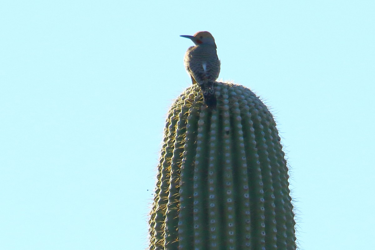 Northern Flicker - ML615055212