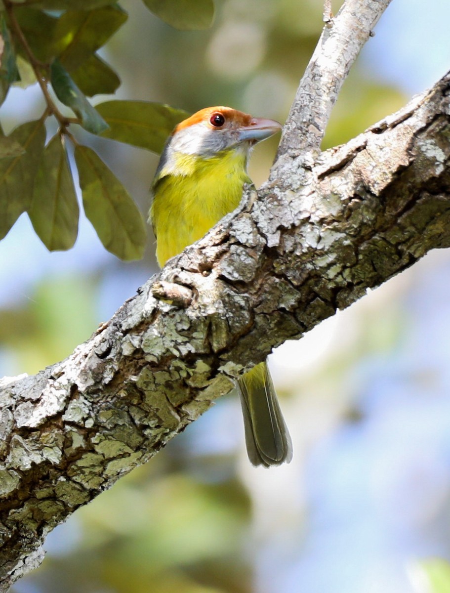 Kızıl Kaşlı Koca Vireo - ML615055217
