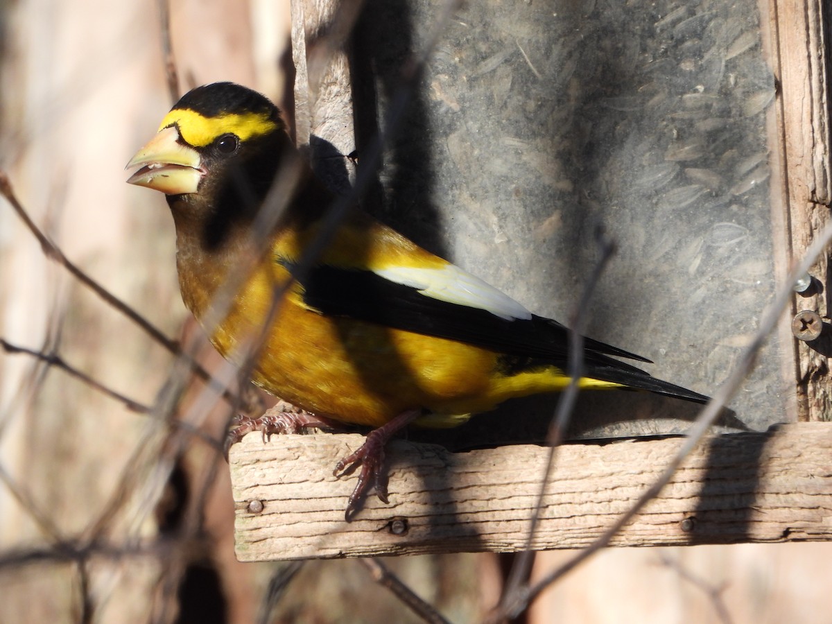 Evening Grosbeak - ML615055234