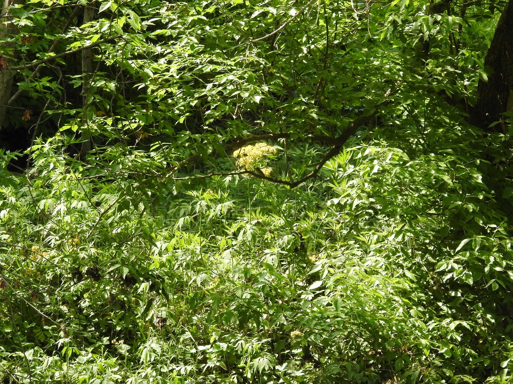 Acadian Flycatcher - ML615055235