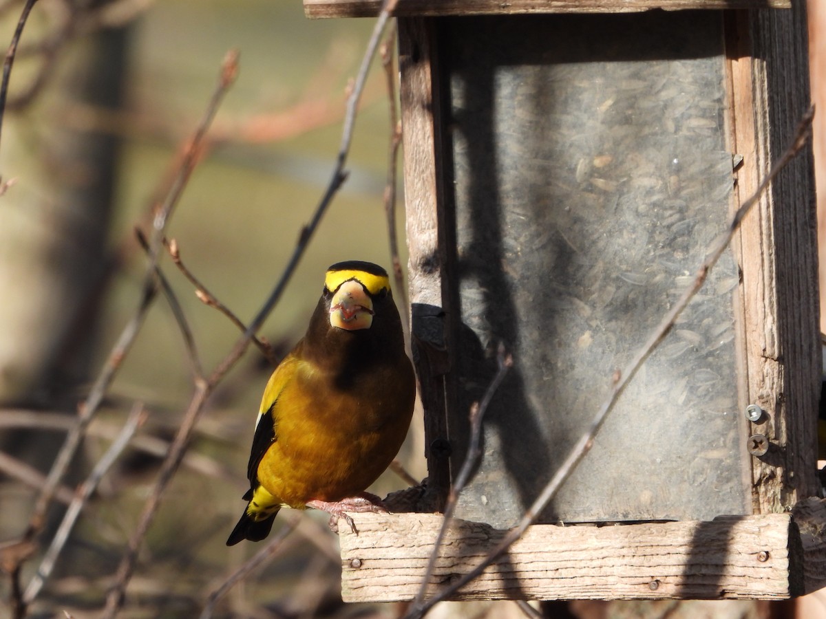 Evening Grosbeak - ML615055238