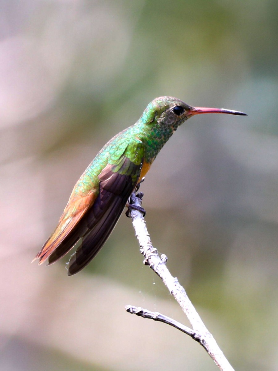 Buff-bellied Hummingbird - ML615055242