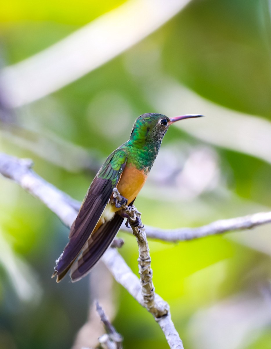 Buff-bellied Hummingbird - ML615055255