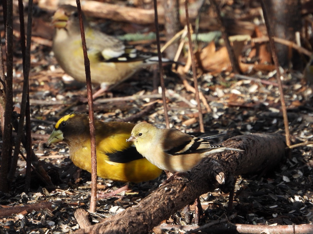 American Goldfinch - ML615055272