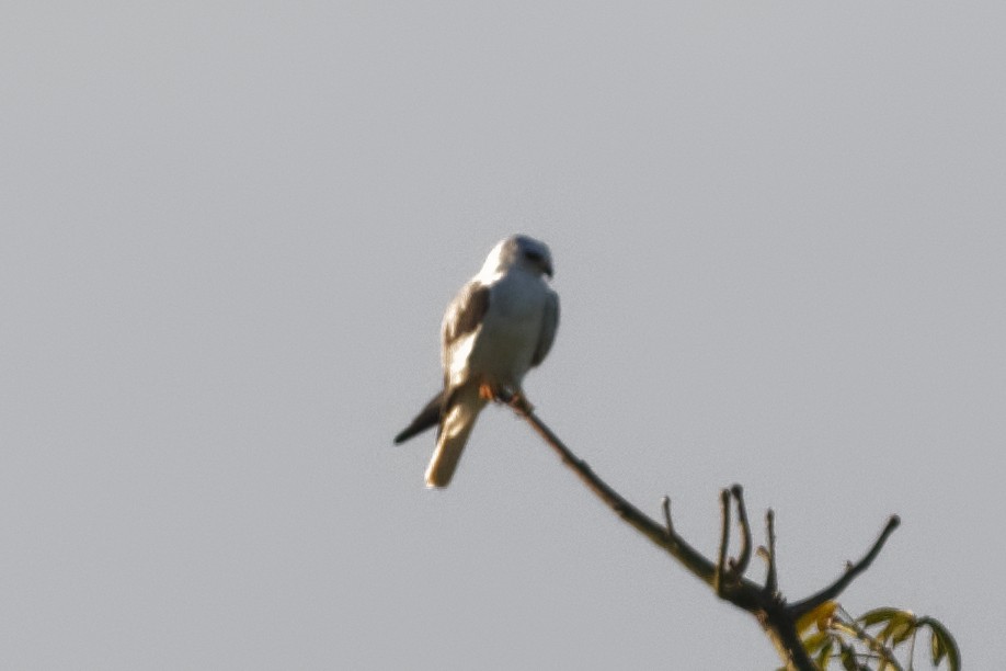White-tailed Kite - ML615055286