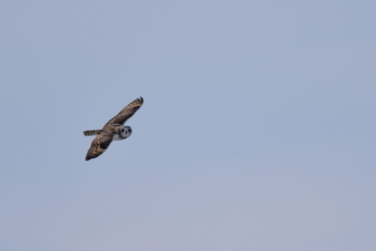 Short-eared Owl - Nathan Hood