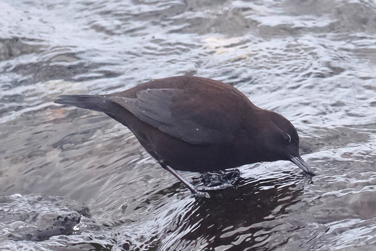 Brown Dipper - ML615055344