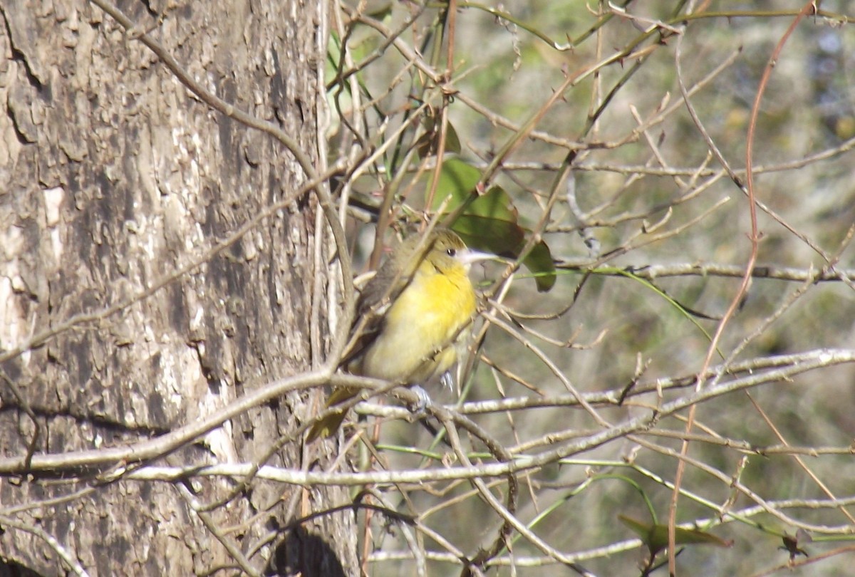 Baltimore Oriole - Joseph McGee