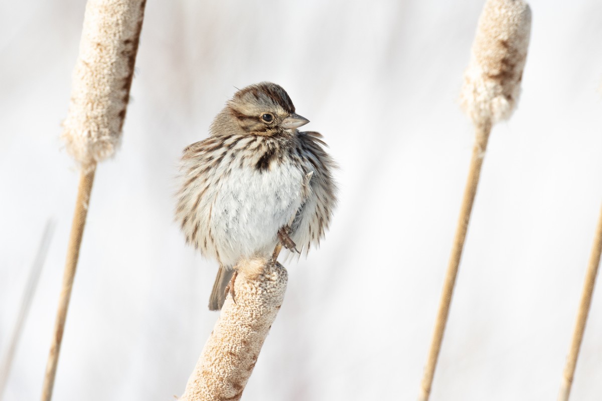 Song Sparrow - ML615055475