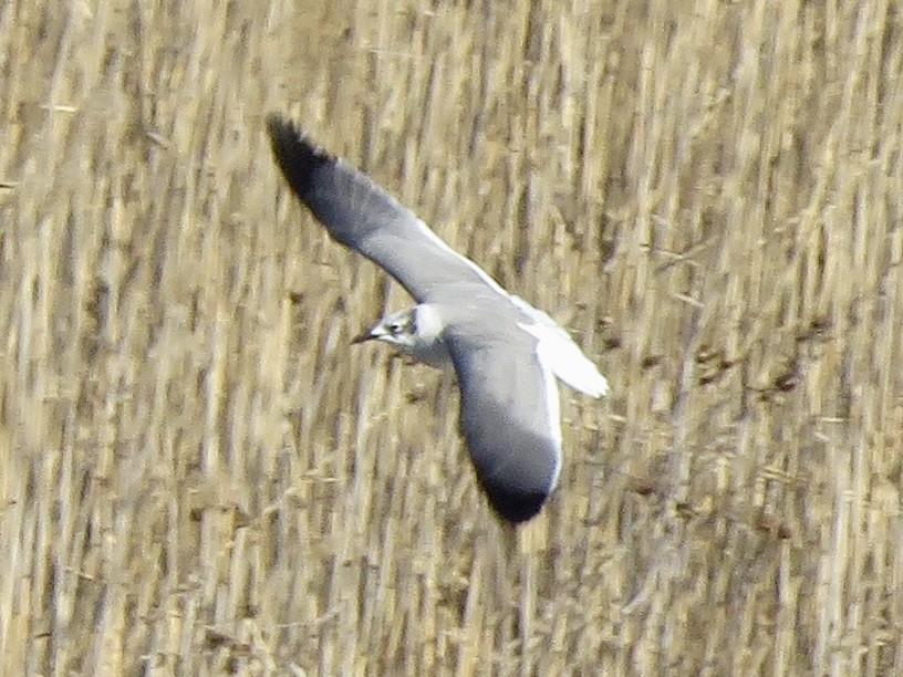 Laughing Gull - ML615055513