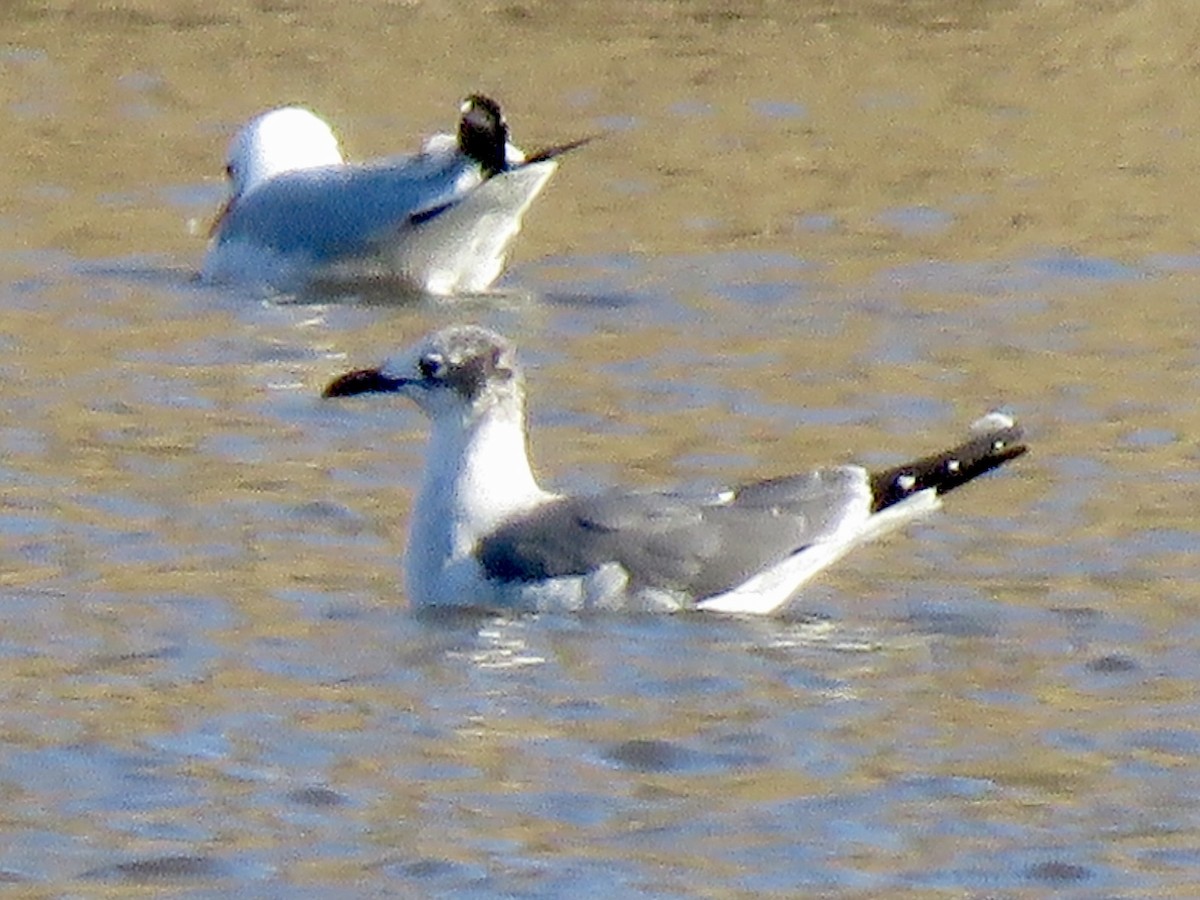 Laughing Gull - George Poscover