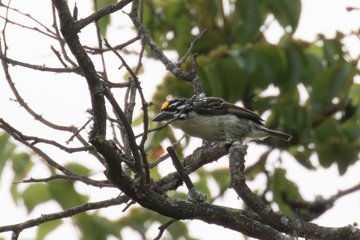 Yellow-fronted Tinkerbird - Michael Henry