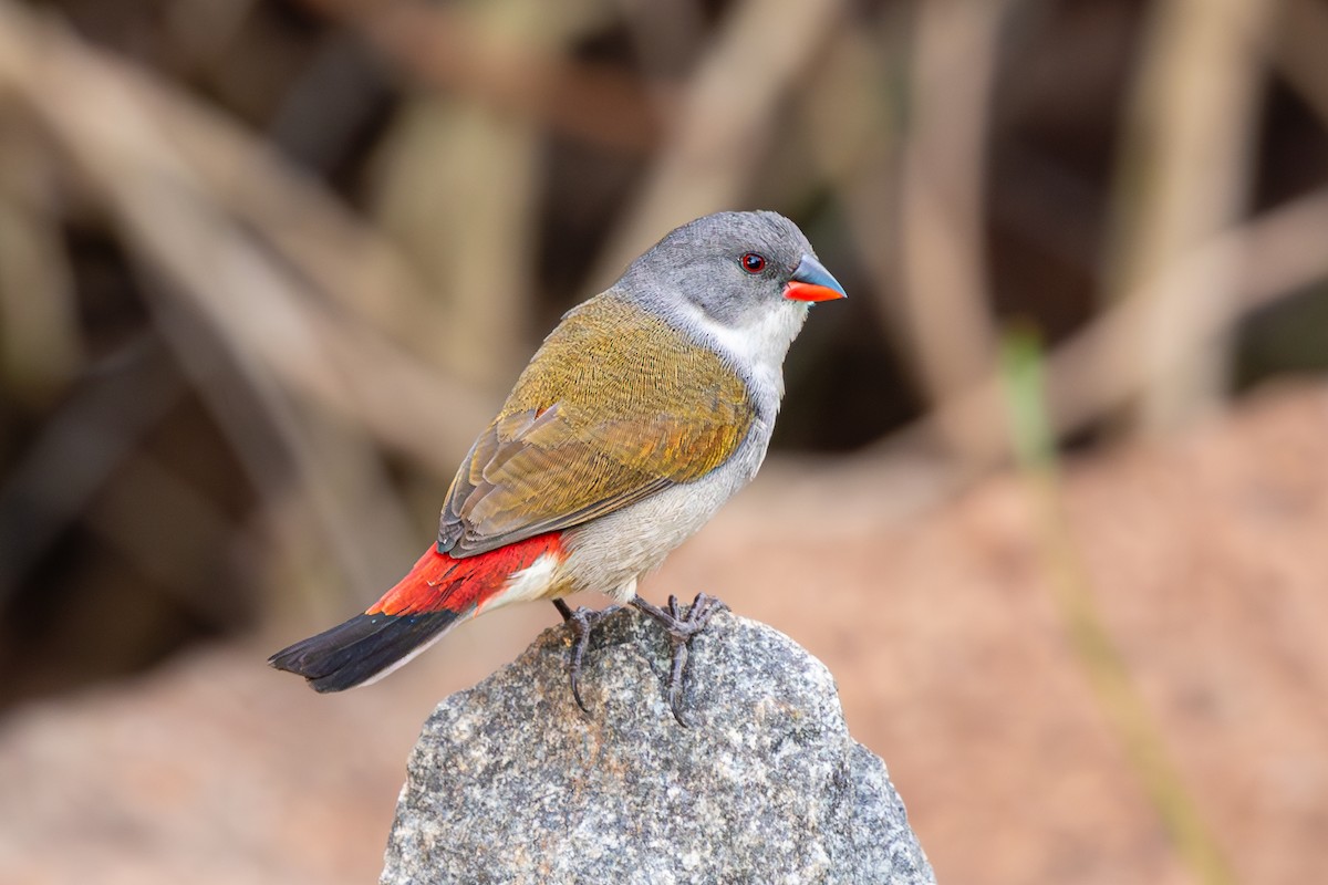 Swee Waxbill - ML615055539