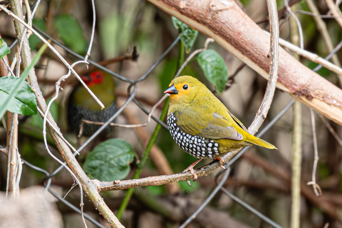 Green-backed Twinspot - ML615055549