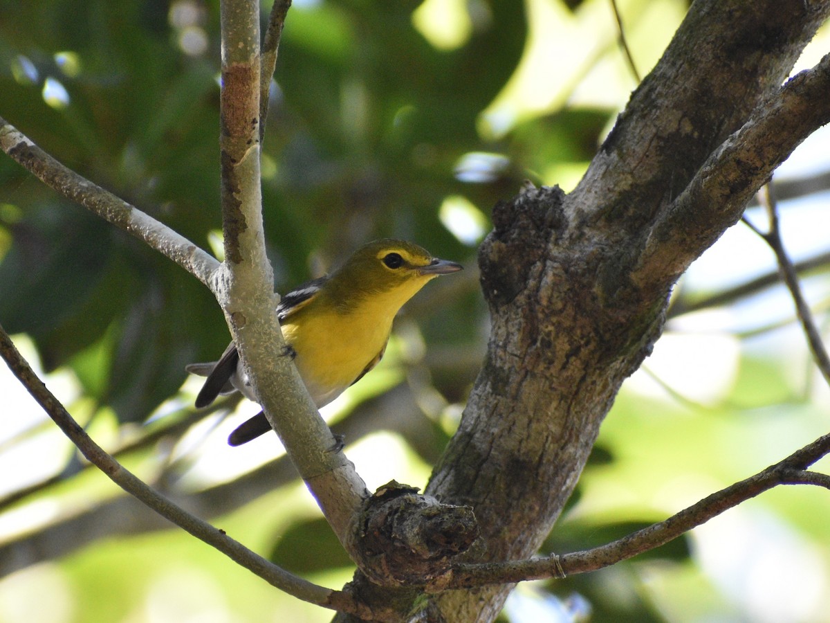 Viréo à gorge jaune - ML615055560