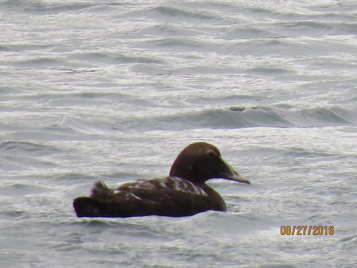 Common Eider - ML615055563