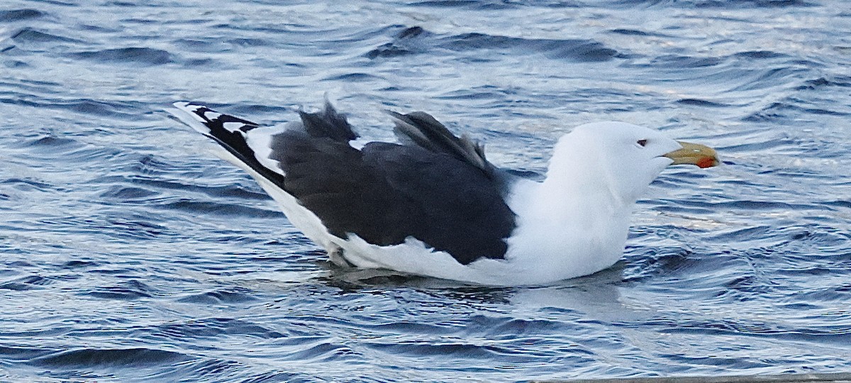 Great Black-backed Gull - ML615055588