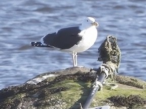 Great Black-backed Gull - ML615055610
