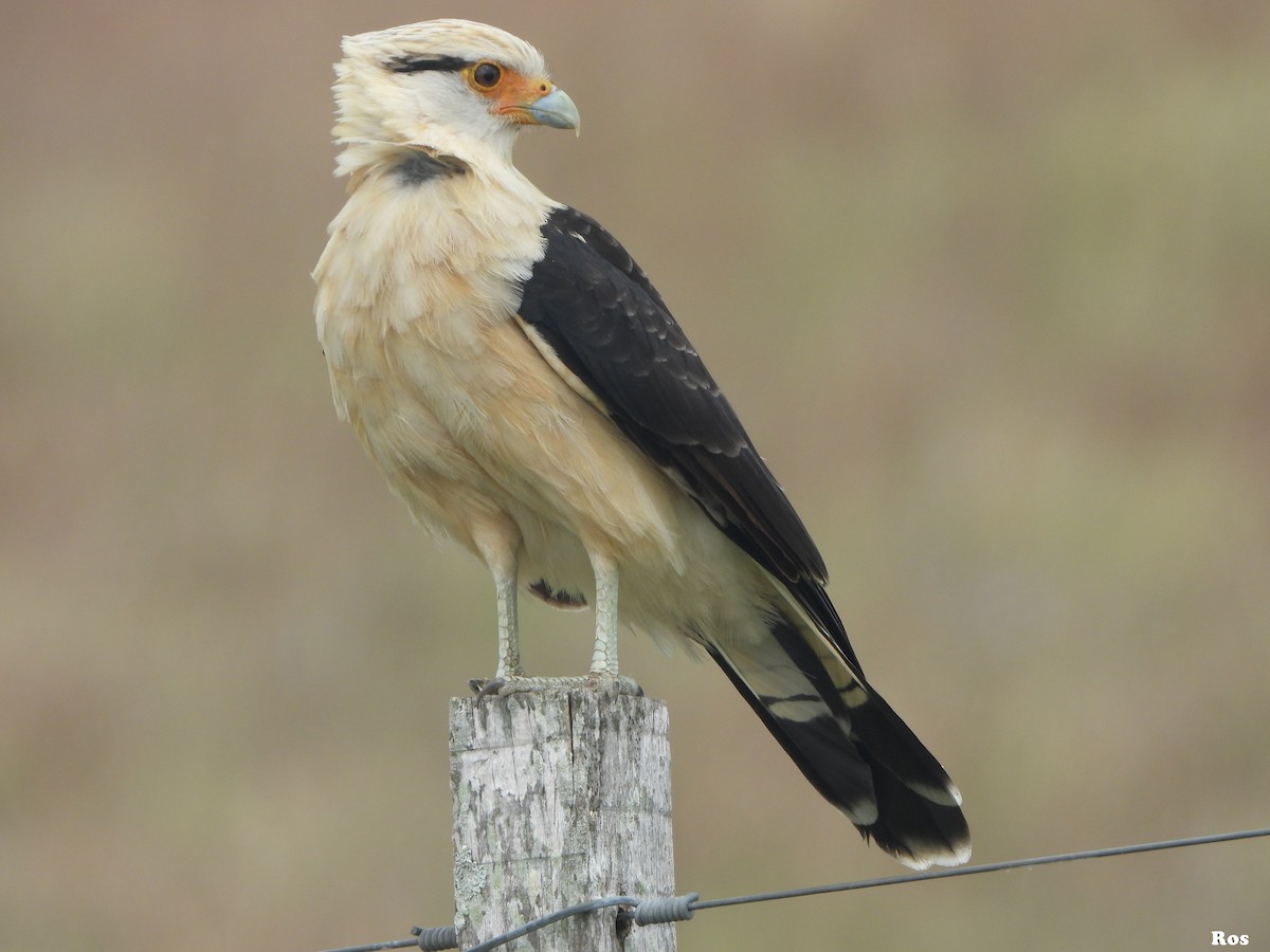 Yellow-headed Caracara - Rossana De los Santos