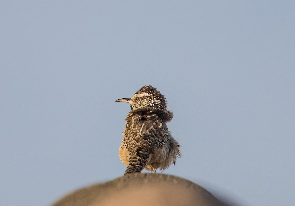 Cactus Wren - ML615055665