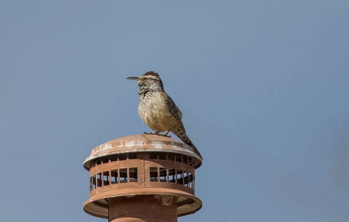 Cactus Wren - Daniel Ward