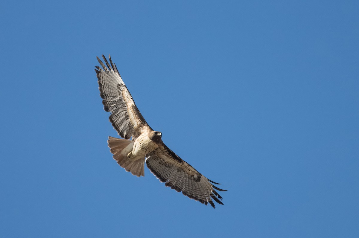 Red-tailed Hawk - Daniel Ward