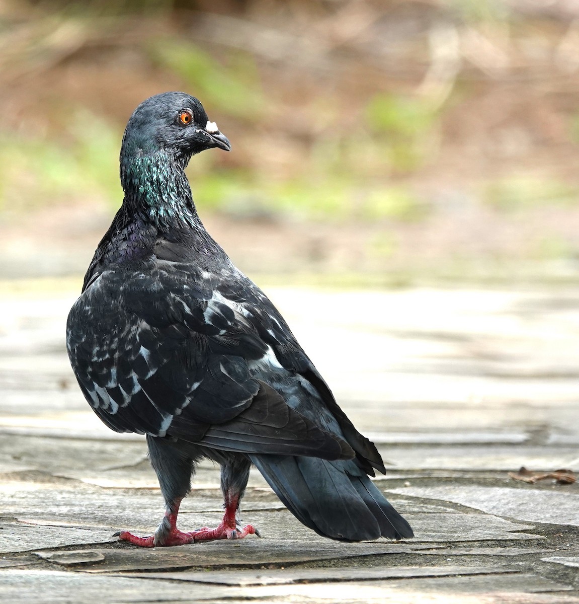 Rock Pigeon (Feral Pigeon) - ML615055698