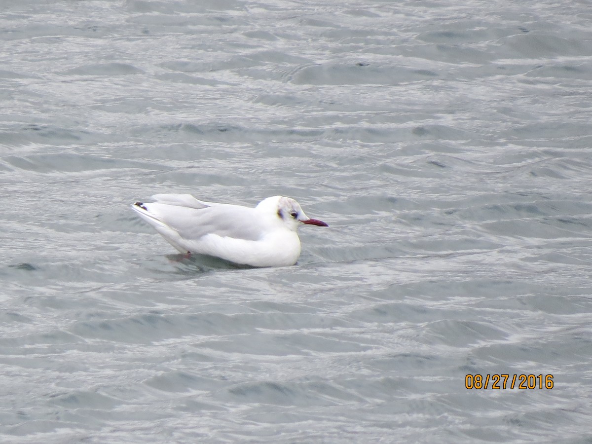 Black-headed Gull - ML615055720