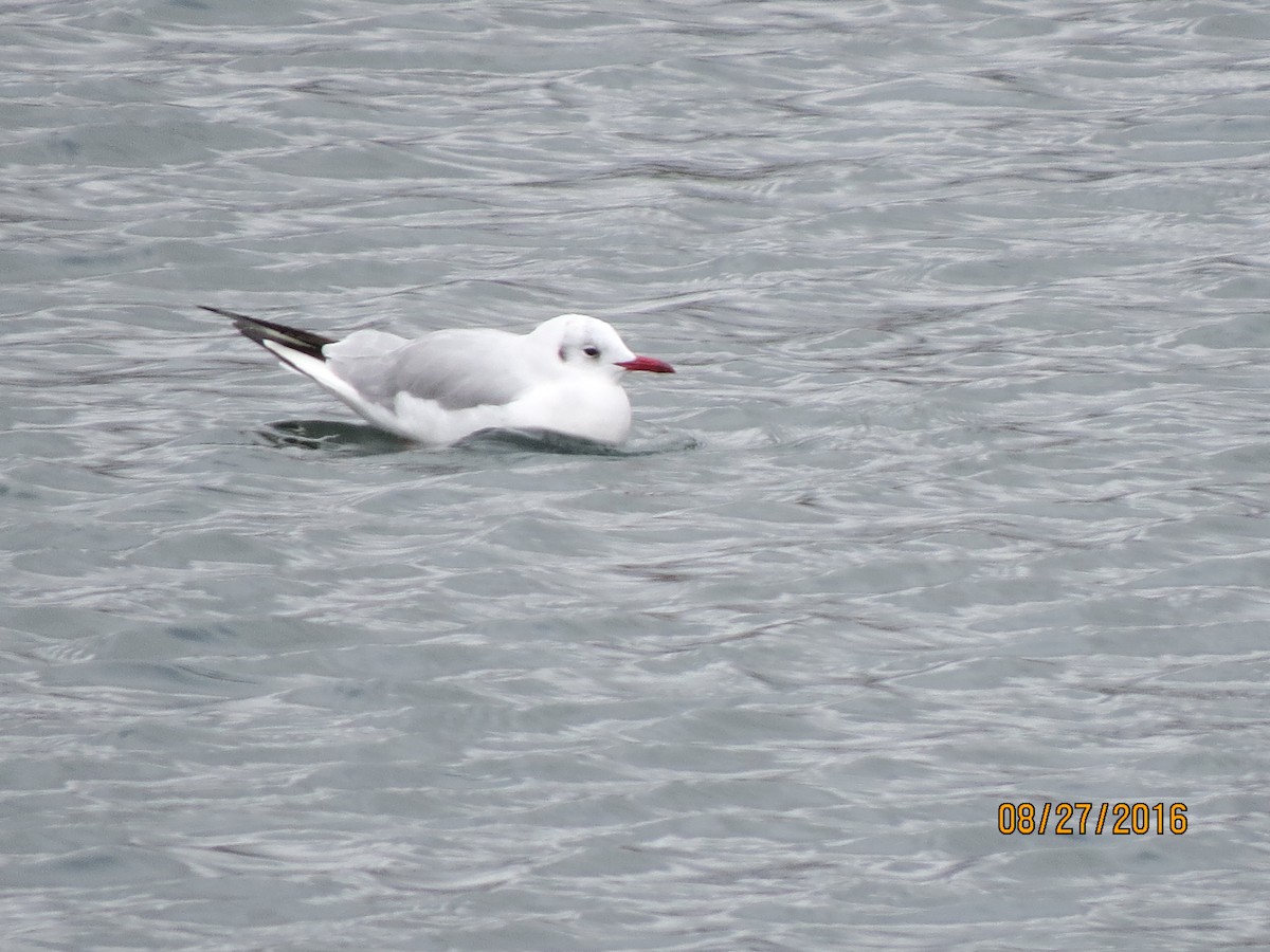 Black-headed Gull - ML615055721