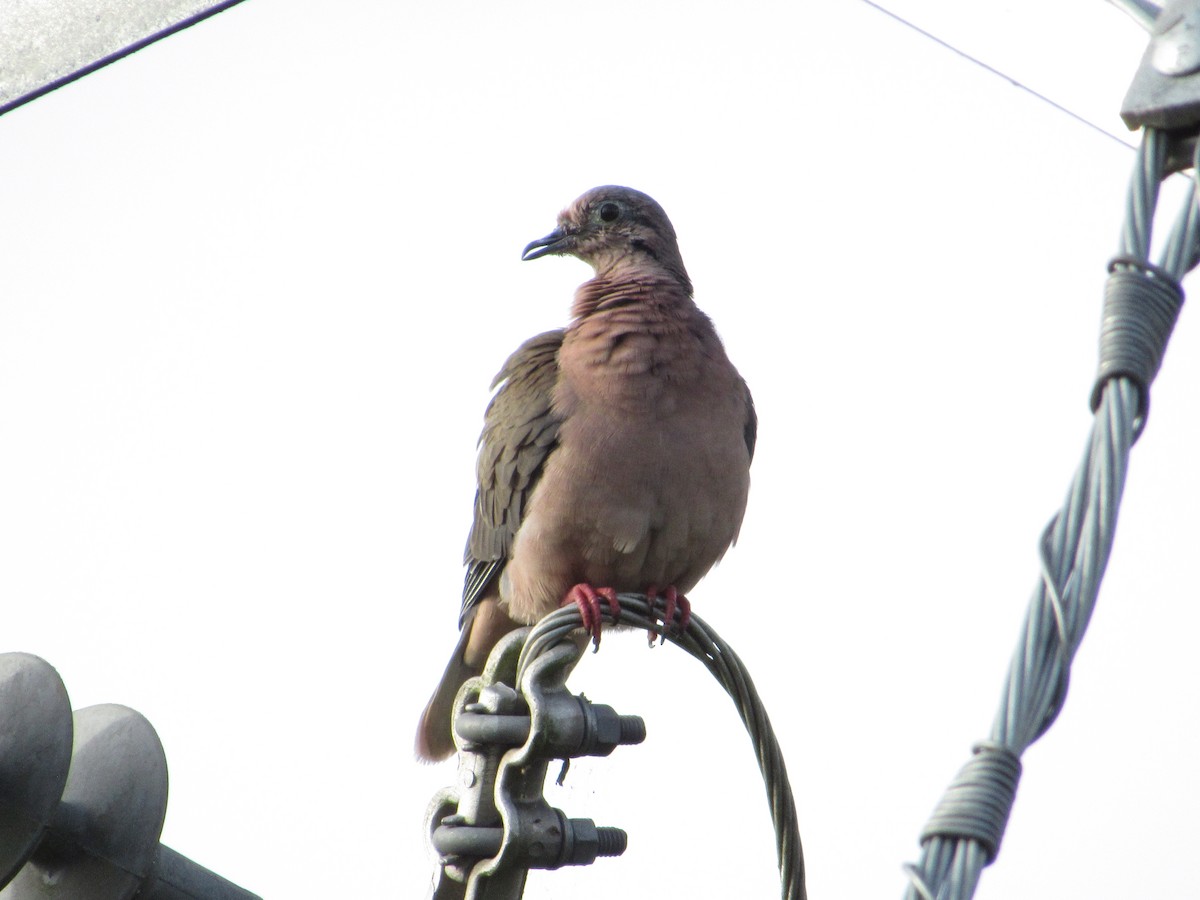 Eared Dove - ML615055754