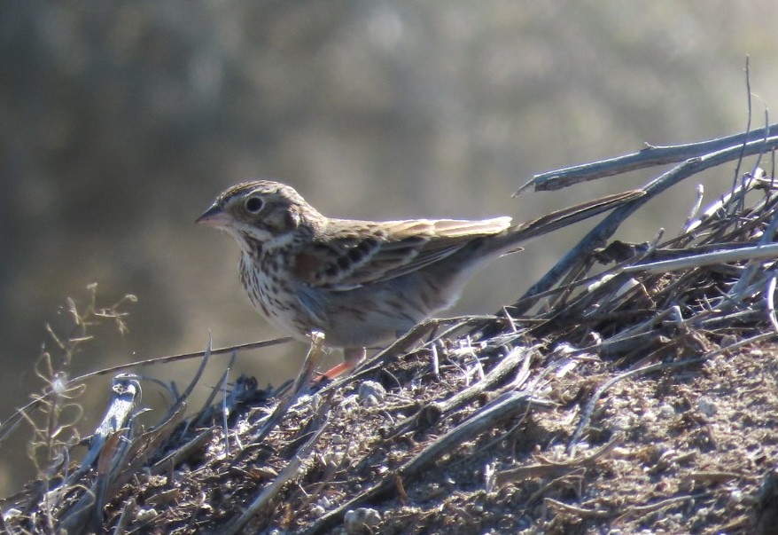 Vesper Sparrow - ML615055758