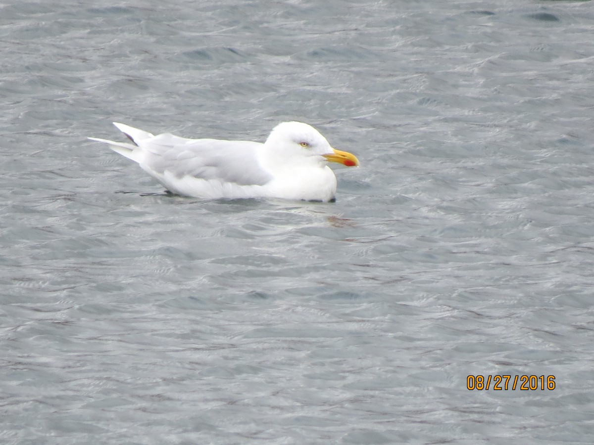 Herring x Glaucous Gull (hybrid) - ML615055768